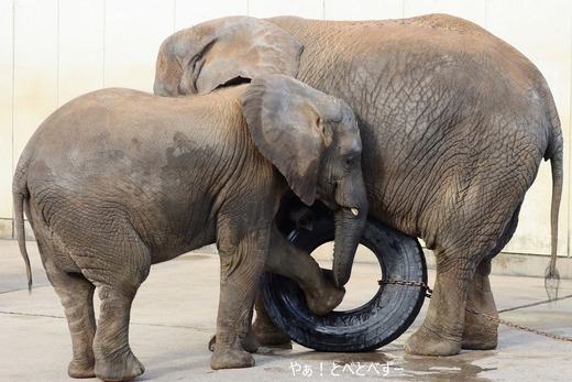 とべ動物園アフリカゾウ：砥愛ちゃん（メス、８歳）