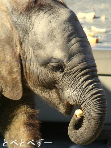 『レトロな旅時間ポルトガルへ』のカメラマンのブログ