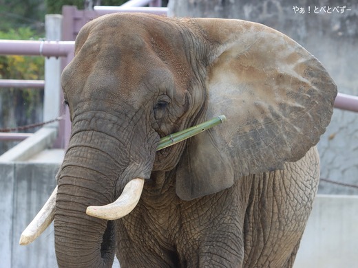 アフリカゾウの写真満載のブログ:やぁ!とべとべずー