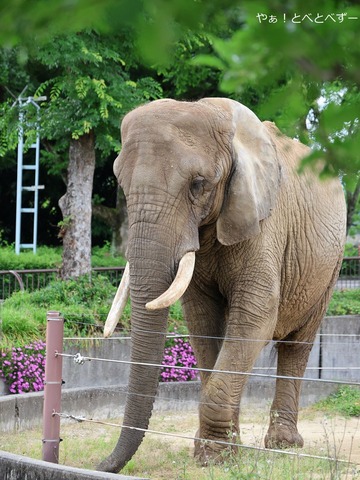とべ動物園アフリカゾウ:リカ(メス、推定39歳)