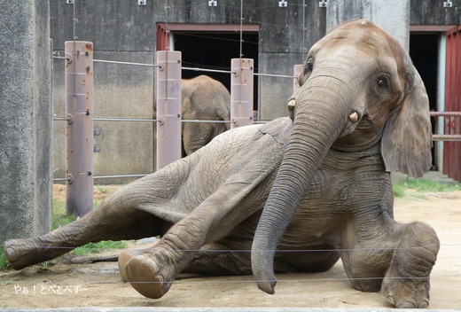 とべ動物園ブログ:やぁ!とべとべずー