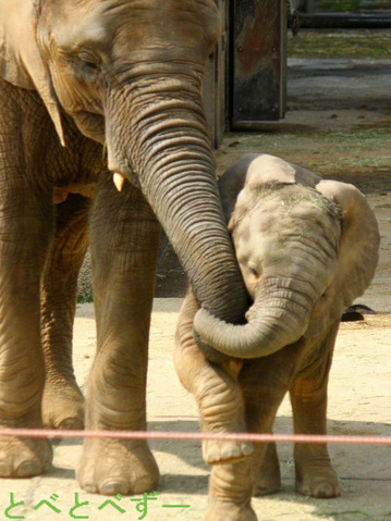 とべ動物園アフリカゾウの姉妹:媛ちゃん(姉)、砥愛ちゃん(妹)