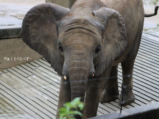 とべ動物園アフリカゾウ：アフ、リカ、媛、砥夢、砥愛