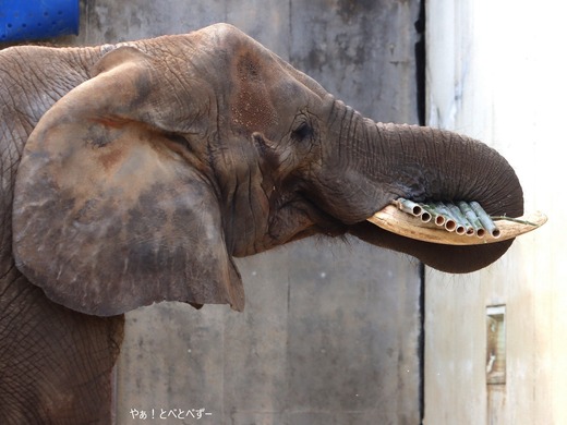 日本で唯一血縁関係のあるアフリカゾウの親子が暮らす愛媛とべ動物園