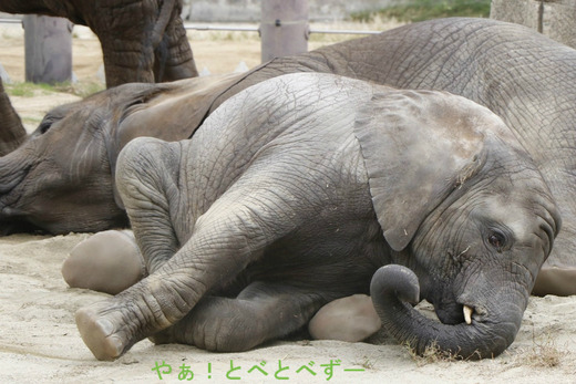 砂場で寝転がって遊ぶアフリカゾウの子象の砥愛ちゃん