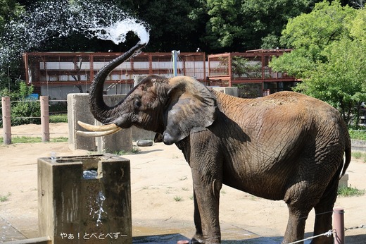 水浴びをするアフリカゾウ・リカさん＠愛媛県立とべ動物園