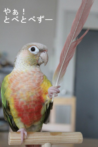 ウロコインコ・もみじさんのブログ：やぁ！とべとべずー