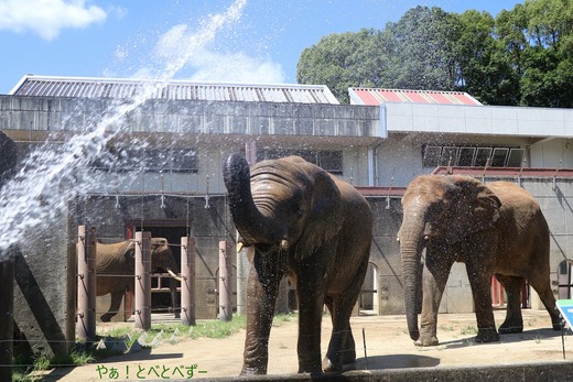 水浴びをするアフリカ象