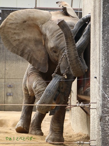 日本で唯一アフリカゾウの子象が見らえる愛媛とべ動物園