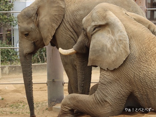 日本で唯一血縁関係のあるアフリカゾウの親子が暮らす愛媛とべ動物園