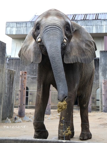 砂やウンチを投げるアフリカゾウ＠愛媛県立とべ動物園