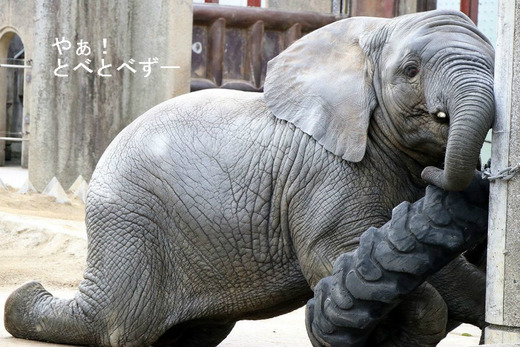 とべ動物園ブログ:砥愛、ピース、柑太郎、砥々丸