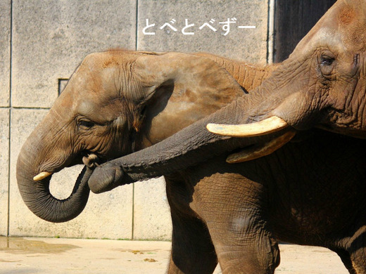 アフリカゾウの写真満載のブログ：やぁ！とべとべずー