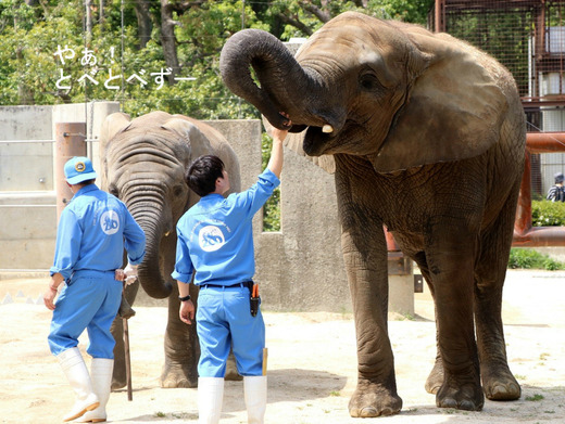 アフリカゾウのレジェンド飼育員さんと媛ちゃん