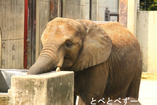 とべ動物園アフリカゾウ媛（ひめ）
