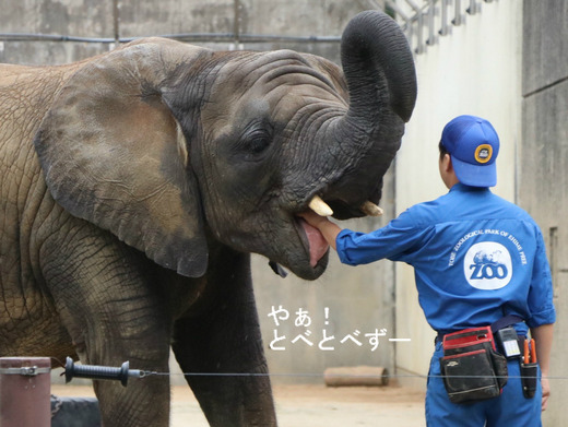 とべ動物園アフリカゾウ：アフ、リカ、媛、砥夢、砥愛