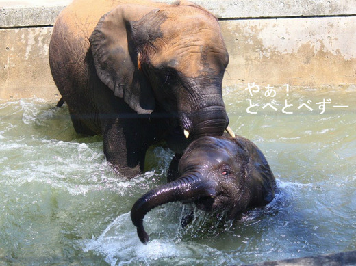 とべ動物園アフリカゾウの仲良し姉妹:媛ちゃん、砥愛ちゃん
