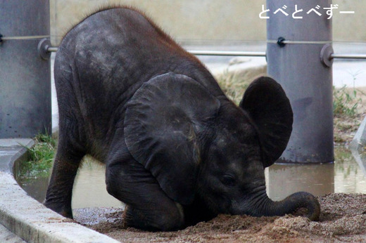 とべ動物園 アフリカゾウ 赤ちゃん
