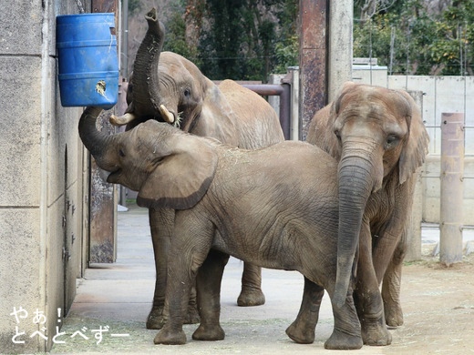 とべ動物園ブログ:砥愛、ティア、フー、レイ、ピース