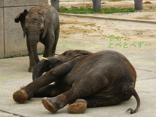 とべ動物園ブログ:アフリカゾウ、ピース、砥々丸