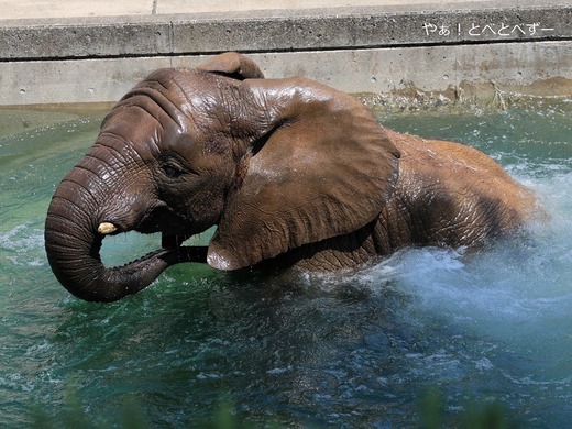 とべ動物園ブログ：やぁ！とべとべずー