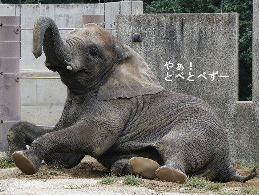 11歳を迎えるアフリカゾウの媛ちゃんの誕生会を実施(2017.11.11)