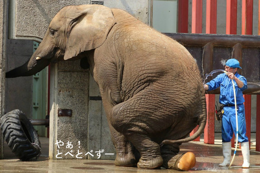 とべ動物園アフリカゾウのブログ：やぁ！とべとべずー