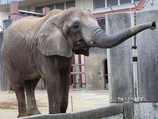 とべ動物園アフリカゾウ：媛ちゃん（メス、17歳）