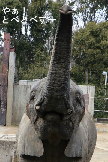 日本で初めて人工哺育で育った媛ちゃんとリカ母さん