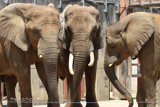 アフリカゾウ、アジアゾウ大好きブログ：やぁ！とべとべずー