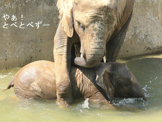 とべ動物園アフリカゾウ：媛（メス、2006.11.9生まれ）