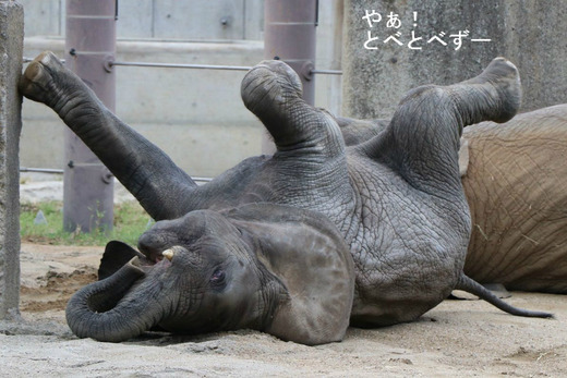 とべ動物園ブログ:ゾウ、ピース、柑太郎、砥々丸