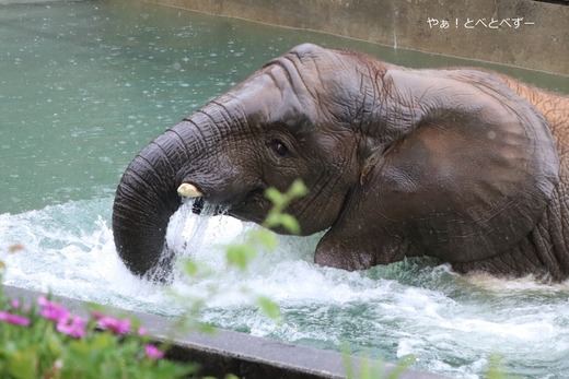 とべ動物園ブログ:やぁ!とべとべずー