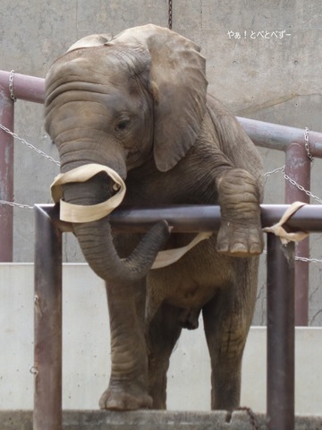 とべ動物園アフリカゾウ：アフ、リカ、媛、砥夢、砥愛