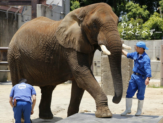 とべ動物園ブログ:ゾウ、ホッキョクグマ、レッサーパンダ、ライオン