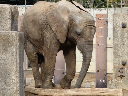 とべ動物園アフリカゾウ：アフ、リカ、媛、砥夢、砥愛