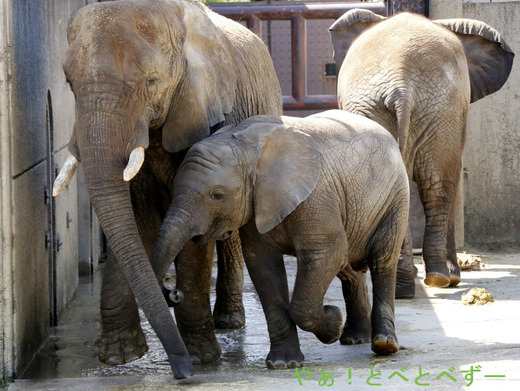 とべ動物園アフリカゾウ