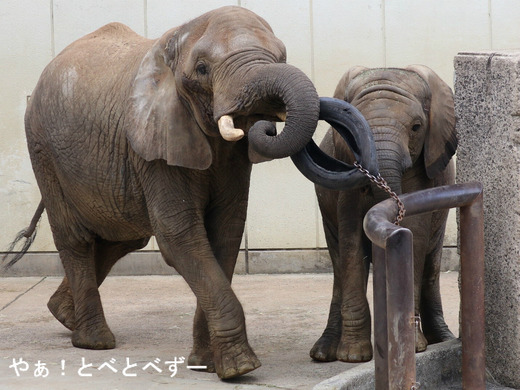 とべ動物園アフリカゾウ:アフ、リカ、媛、砥夢、砥愛