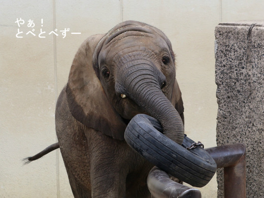 とべ動物園アフリカゾウ:仔象の砥愛ちゃん(メス、6歳)