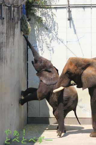 日本で唯一アフリカゾウの子象が見られるとべ動物園：砥愛ちゃん
