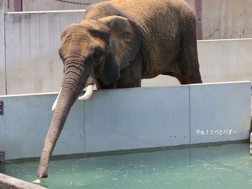 とべ動物園ブログ：やぁ！とべとべずー