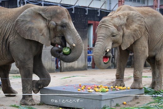 とべ動物園ブログ：やぁ！とべとべずー