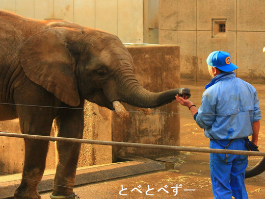 アフリカゾウの飼育員・椎名さんと砥夢(とむ)くん