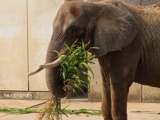 とべ動物園アフリカゾウ:アフ、リカ、媛、砥夢、砥愛