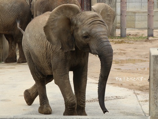 とべ動物園アフリカゾウ:砥愛ちゃん(メス、8歳)