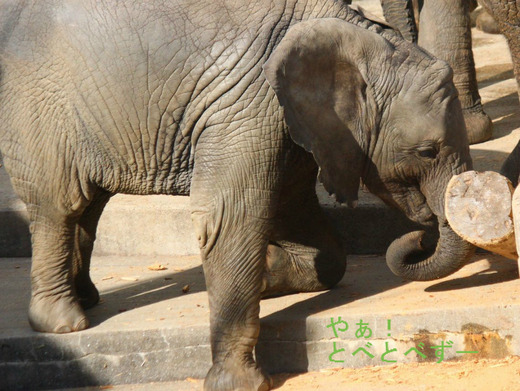 アフリカゾウ、アジアゾウ大好きブログ:やあ!とべとべずー