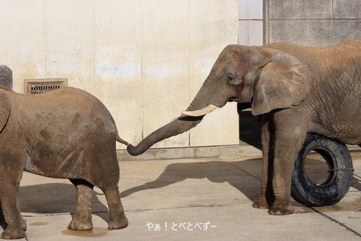 多摩動物公園アフリカゾウ：砥夢くんのお母さん象リカ