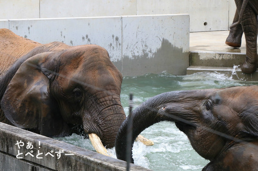 とべ動物園アフリカゾウのブログ：やぁ！とべとべずー