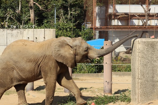 アフリカゾウ、アジアゾウ大好きブログ：やぁ！とべとべずー