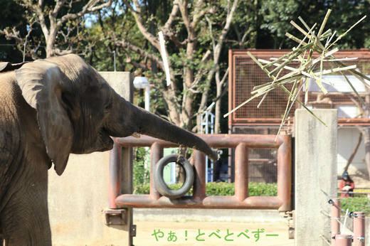日本で唯一アフリカゾウの子象が見らえる愛媛とべ動物園